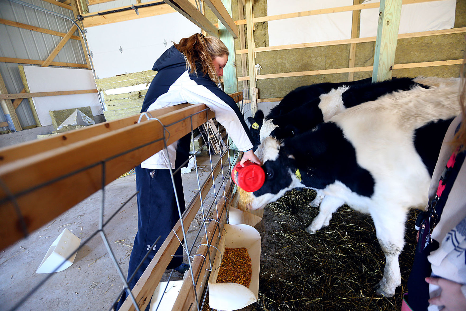 Maconaquah Cattle